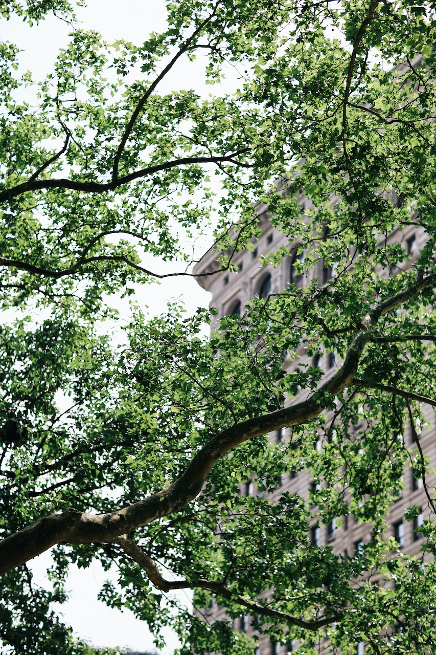 boutique hotel behind trees