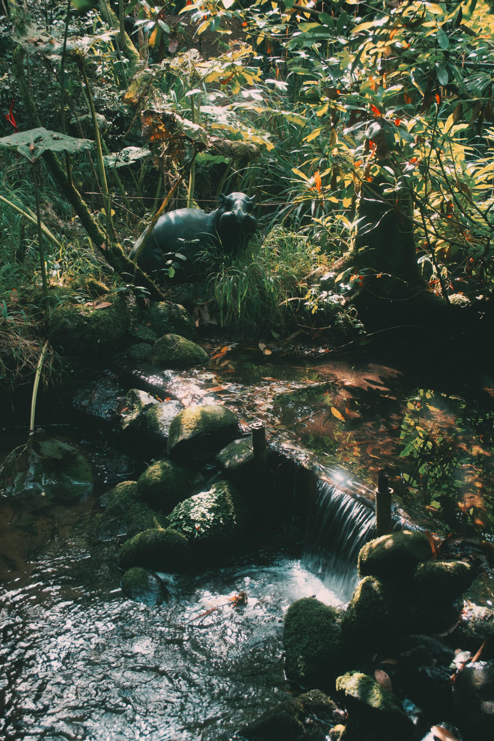 pygmey hippo in a habitat